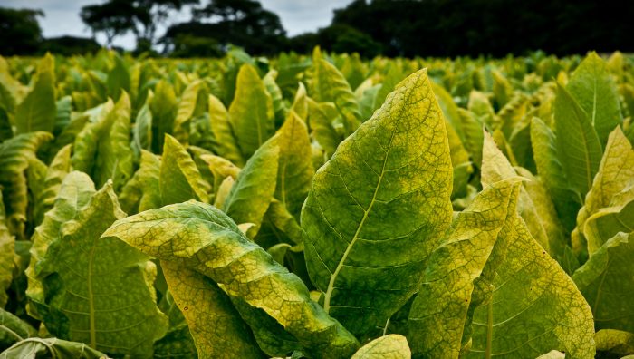 hoja-del-tabaco-020047-101304