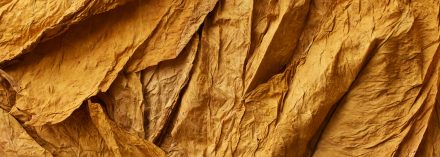 Hojas de tabaco secas