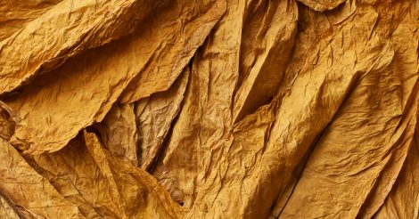 Hojas de tabaco secas