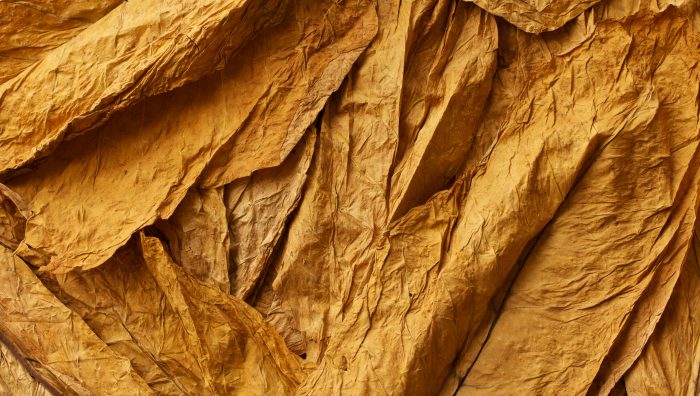 Hojas de tabaco secas