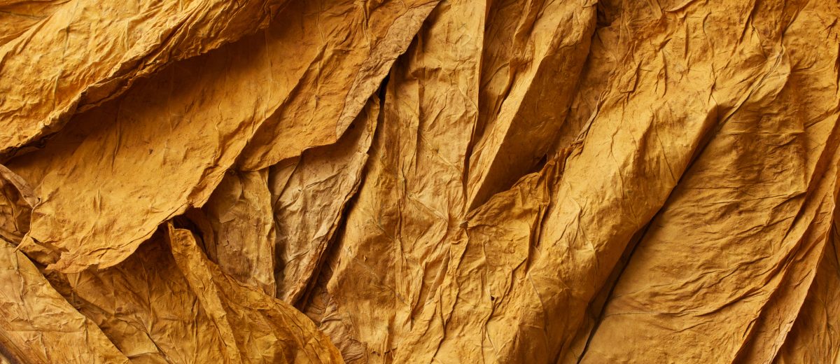Hojas de tabaco secas