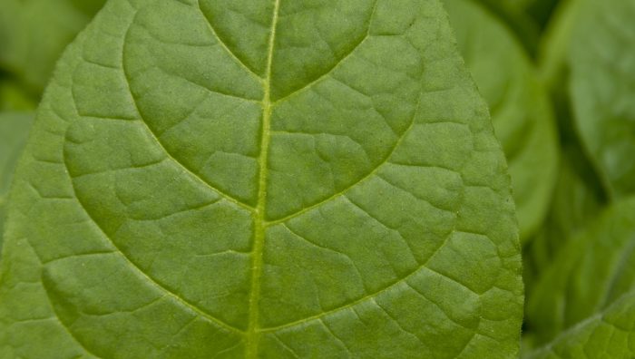 Detail of smoke leaf in a plantation owned by guarani, state of Minas Gerais, Brazil